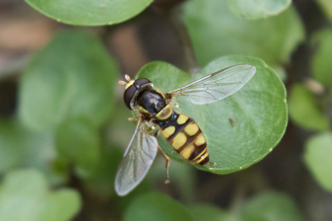 Hover Fly (Simosyrphus grandicornis) (Simosyrphus grandicornis)